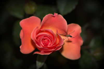 Close-up of rose against blurred background