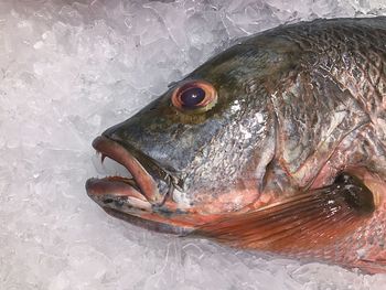 Close-up of fish for sale