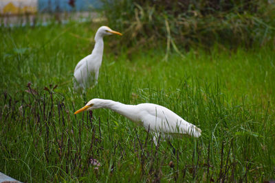 White heron in a field