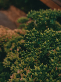 High angle view of flowering plant