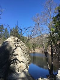 Scenic view of trees against clear sky
