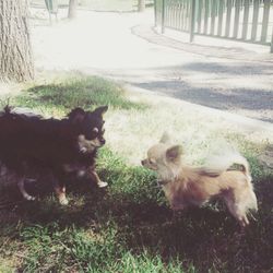 Dog relaxing on grass