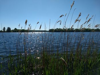 Grass growing by lake against sky