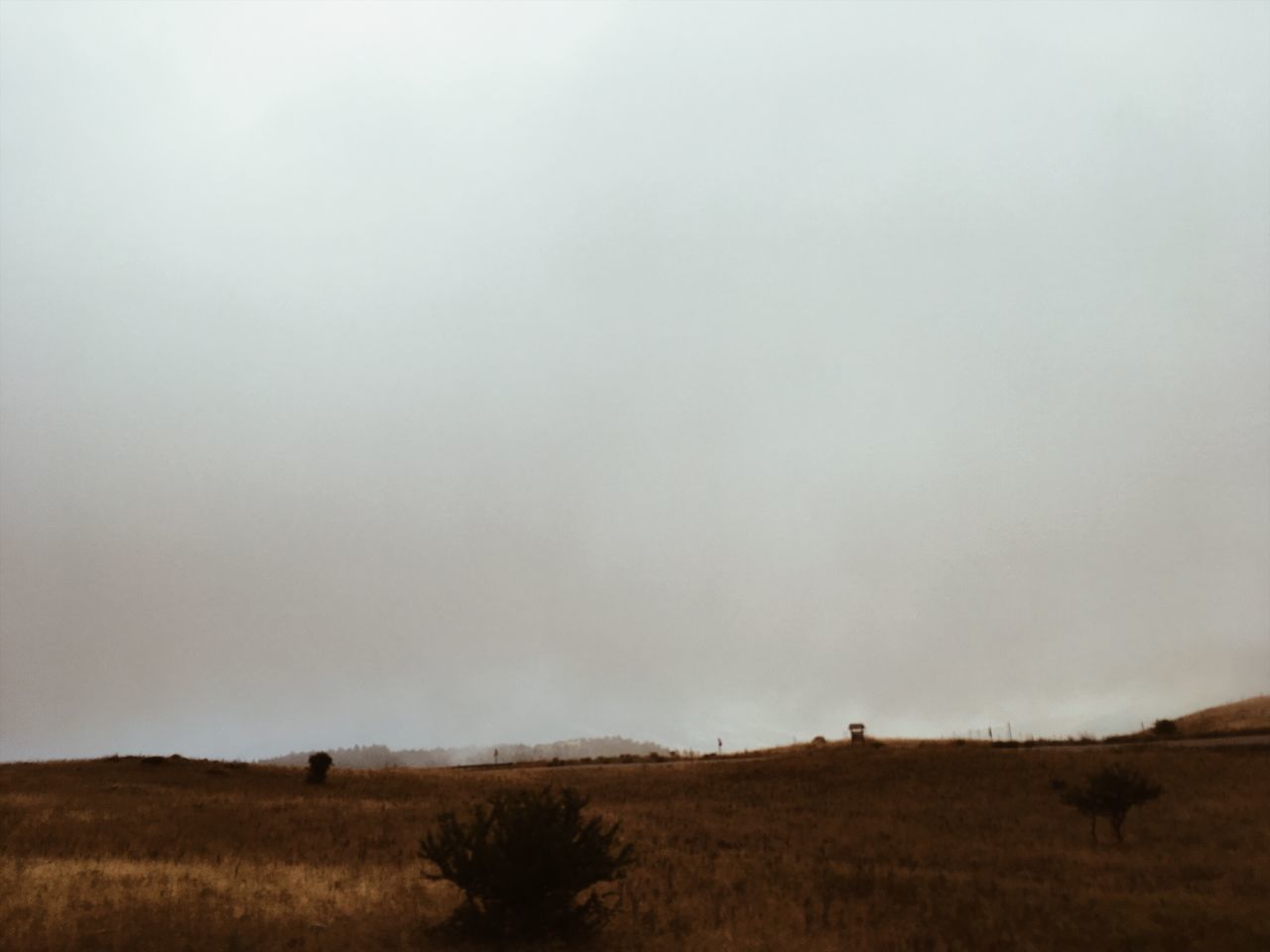 VIEW OF HORSE ON LAND