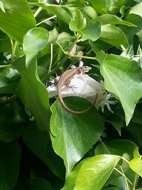 Close-up of insect on plant