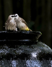 Close-up of owl perching on metal