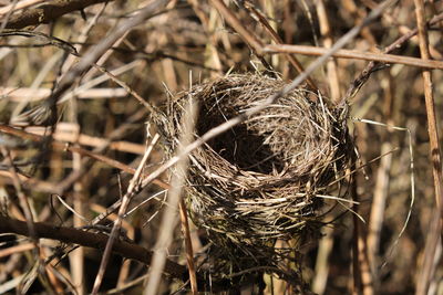 Close-up of bird nest