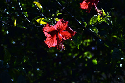 Close-up of red hibiscus flower in park