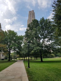 Trees in park