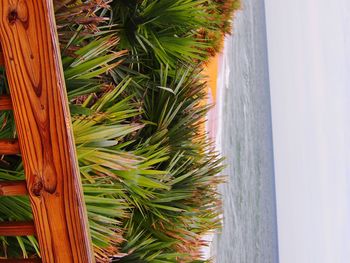 Palm trees on beach