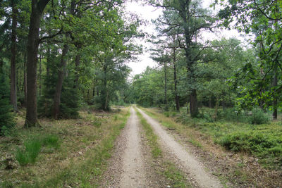 Road amidst trees in forest and flowering calluna vulgaris