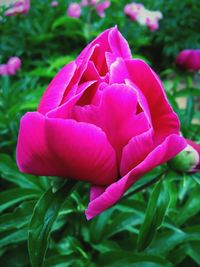 Close-up of pink flowers