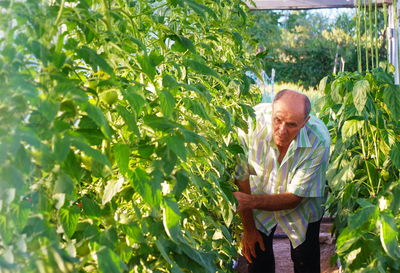 Senior man bending in greenhouse