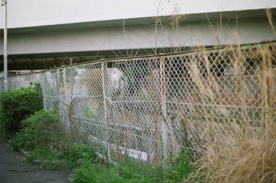 Close-up of plants