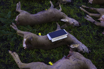 Dead deers lying on ground