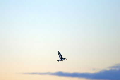 Low angle view of bird flying in sky