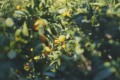 Close-up of fruits growing on tree