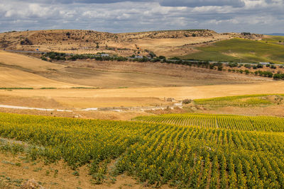 Scenic view of agricultural field against sky