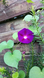 Close-up of purple flowering plant