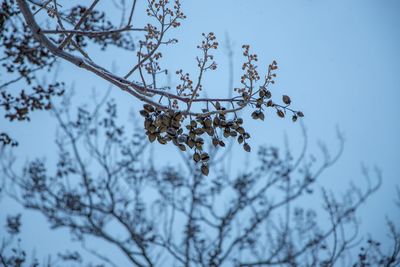 Low angle view of flowering plant against sky during winter