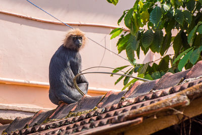 Nilgiri langur, trachypithecus johnii. an endemic primate of india, lives in the western ghats