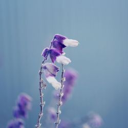 Close-up of purple flowering plant