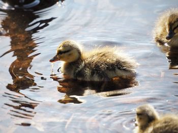 Duck swimming in lake