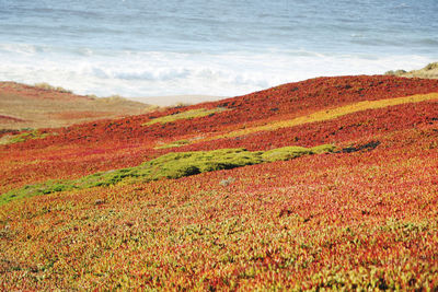 Scenic view of beach during autumn
