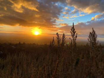 Plants growing on land against sky during sunset