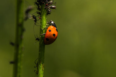 Close-up of ladybug on plant