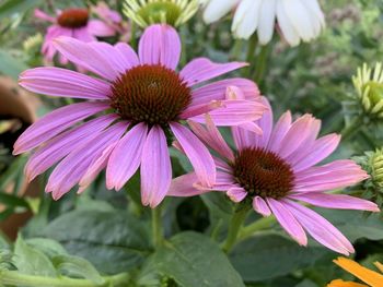 Close-up of pink flower