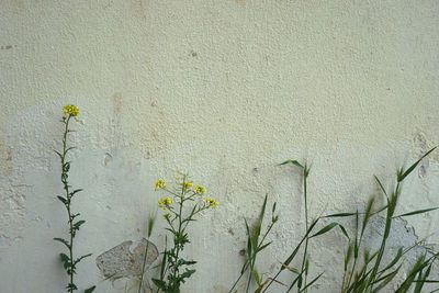 Close-up of white flowering plant against wall