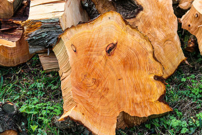 High angle view of tree stump on field