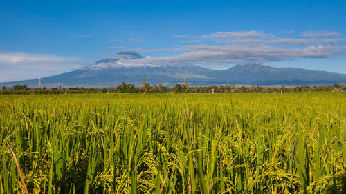 Scenic view of agricultural field against sky