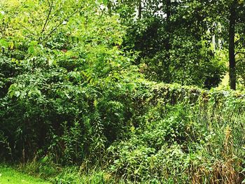 Plants and trees in forest