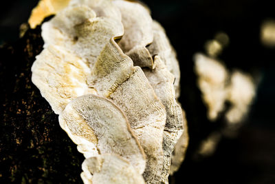 Close-up of fungus over tree