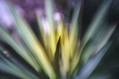 Full frame shot of flowering plant