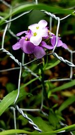 Close-up of purple flowers blooming outdoors