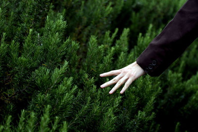 Midsection of person hand on plants