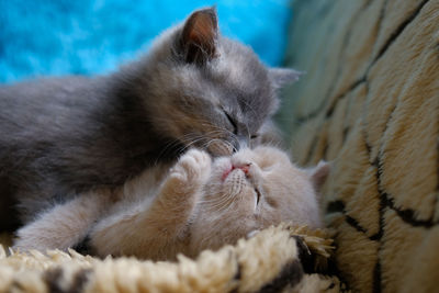 Two cute kittens are lying on the sofa and hugging each other 