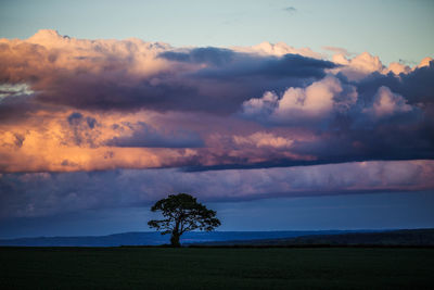 Tree on field against sky at sunset