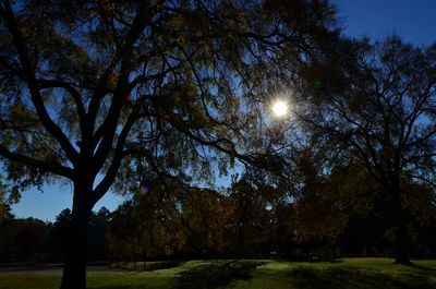 Trees on landscape against sky at night