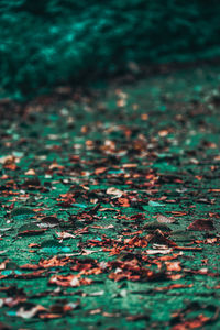 Close-up of dry leaves on field during autumn