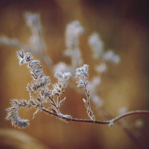 Close-up of plant against blurred background