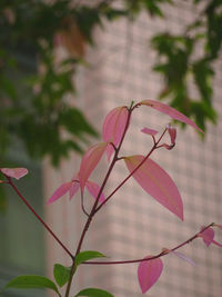 Close-up of pink flowering plant