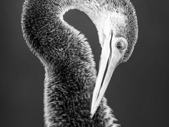 Close-up of pelican