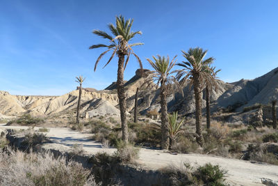 Palm trees on desert against sky