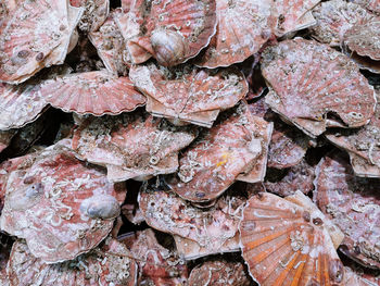 Closeup view of fresh scallop shell on sale on local market.