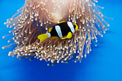 Close-up of fish swimming in sea