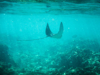 Fish swimming in sea